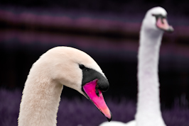 swan double take